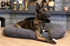 CecePet Leo Serisi Kedi ve Köpek Yatağı