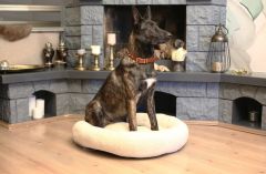 CecePet Chips Serisi Kedi ve Köpek Yatağı