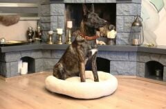 CecePet Chips Serisi Kedi ve Köpek Yatağı 70x70 cm