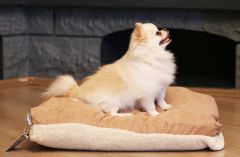 CecePet MIU Serisi Çift Taraflı Kedi ve Köpek Yatağı 60x40 cm