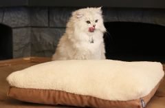 CecePet MIU Serisi Çift Taraflı Kedi ve Köpek Yatağı 80x50 cm