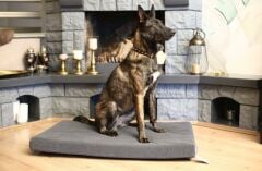 CecePet Arya Serisi Ortopedik Premium Kedi ve Köpek Yatağı