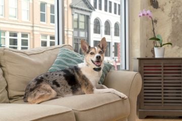 PetSafe Küçük Köpek Şarj Edilebilir Statik Eğitim Tasması PBC19-16448 Teşhir Ürünü