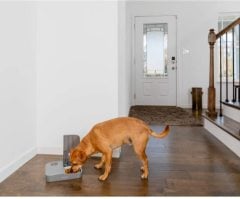 PetSafe 2 Öğün Otomatik Mama Kabı PFD19-17005