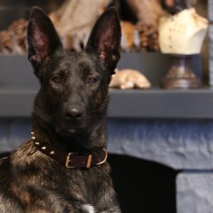 Thor Handmade Deri Köpek Tasması Kahverengi M (36-45CM) Cl-Th-Br-M