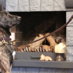 Zoque Handmade Deri Köpek Gezdirme Kayışı Kahverengi Cll-Zo-Br