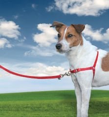 Easy Walk Harness Kırmızı Köpek Göğüs Tasması Teşhir Ürünü
