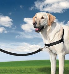 Easy Walk Harness Siyah Köpek Göğüs Tasması Teşhir Ürünü