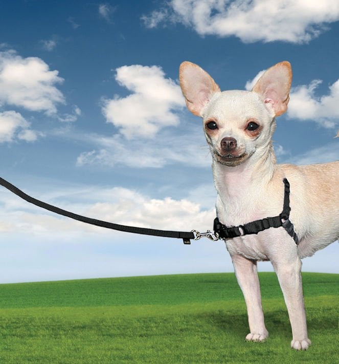 Easy Walk Harness Siyah Köpek Göğüs Tasması Teşhir Ürünü