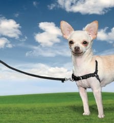 Easy Walk Harness Siyah Köpek Göğüs Tasması Teşhir Ürünü