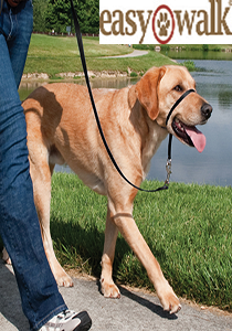 easy walk tasma