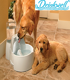 Drinkwell Big Dog Su Pınarı